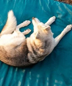 Ruffwear™ Mt. Bachelor Pad™ Portable Dog Bed - Medium -SUNFLOW Shop 84208191122824ced4ddba53f422a6c0 69208.1669784818